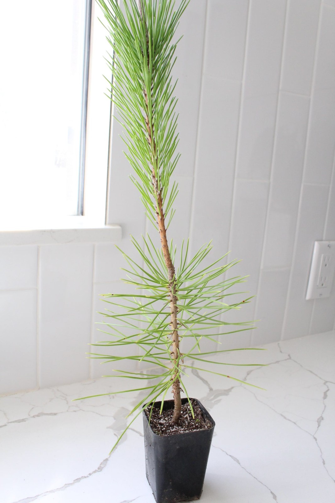 Japanese Black Pine Bonsai, 2 Inch Pot, Live Tree Starter, Beginner Friendly