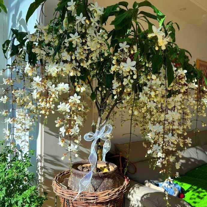 300+ Climbing Weeping Jasmine Seeds Fragrant Perennial Flower Non-GMO Garden