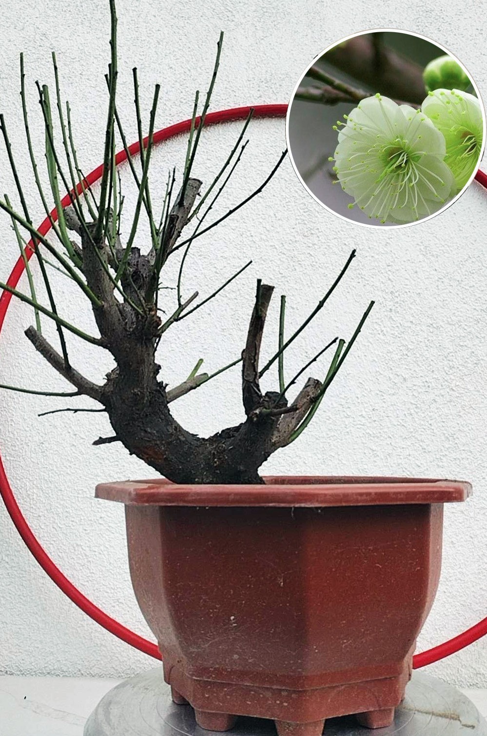 Plum Blossom 20+ year old Bonsai Green Plum Blossom 绿萼梅 with buds