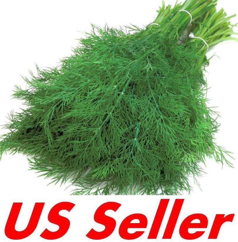 500 Seeds G124 Dill Bouquet Herb Seeds Easy Grow Superfood Sprouting Microgreen 