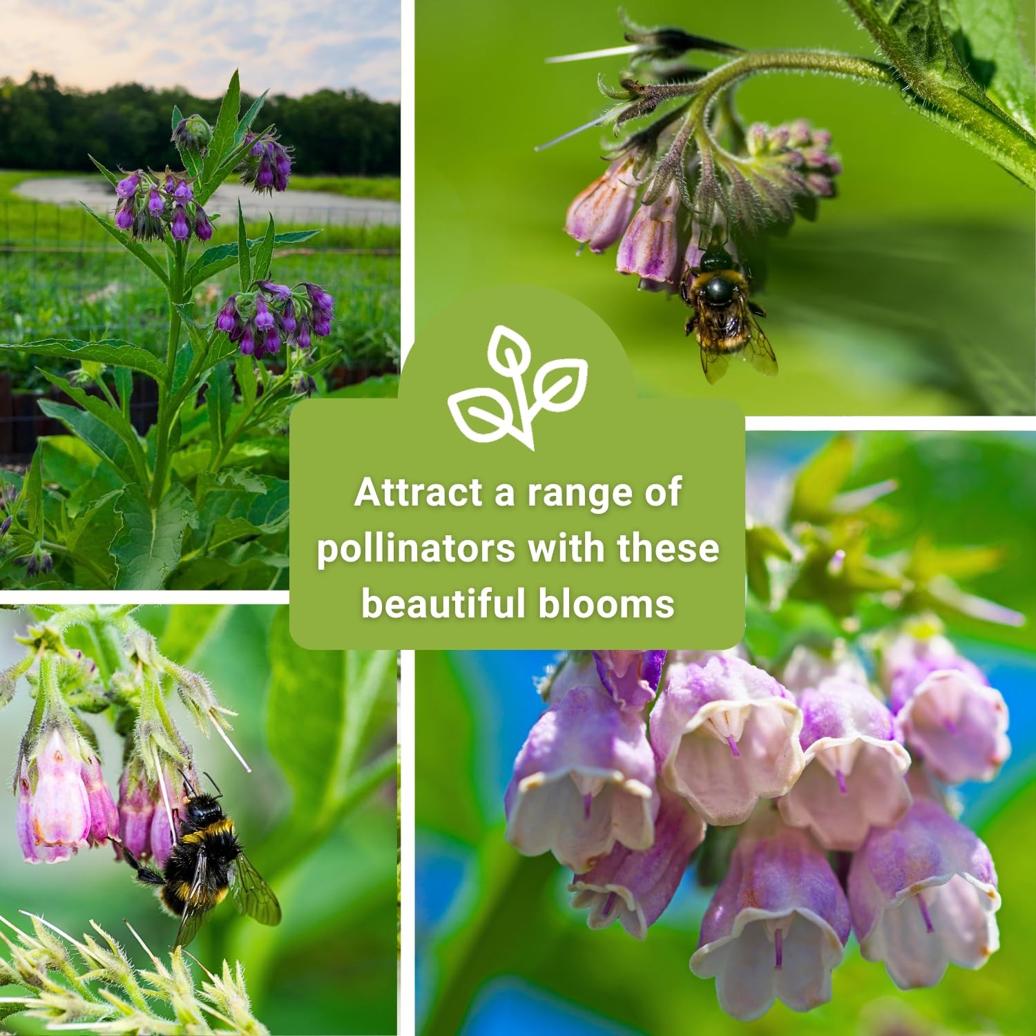 Sow Right Seeds – Comfrey for Planting – Non-GMO Heirloom – purple
