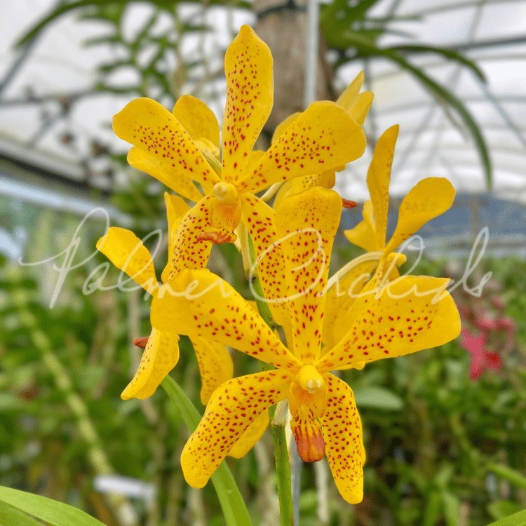 Vanda Orchid – Aranda Sayon X Vanda Doungporn