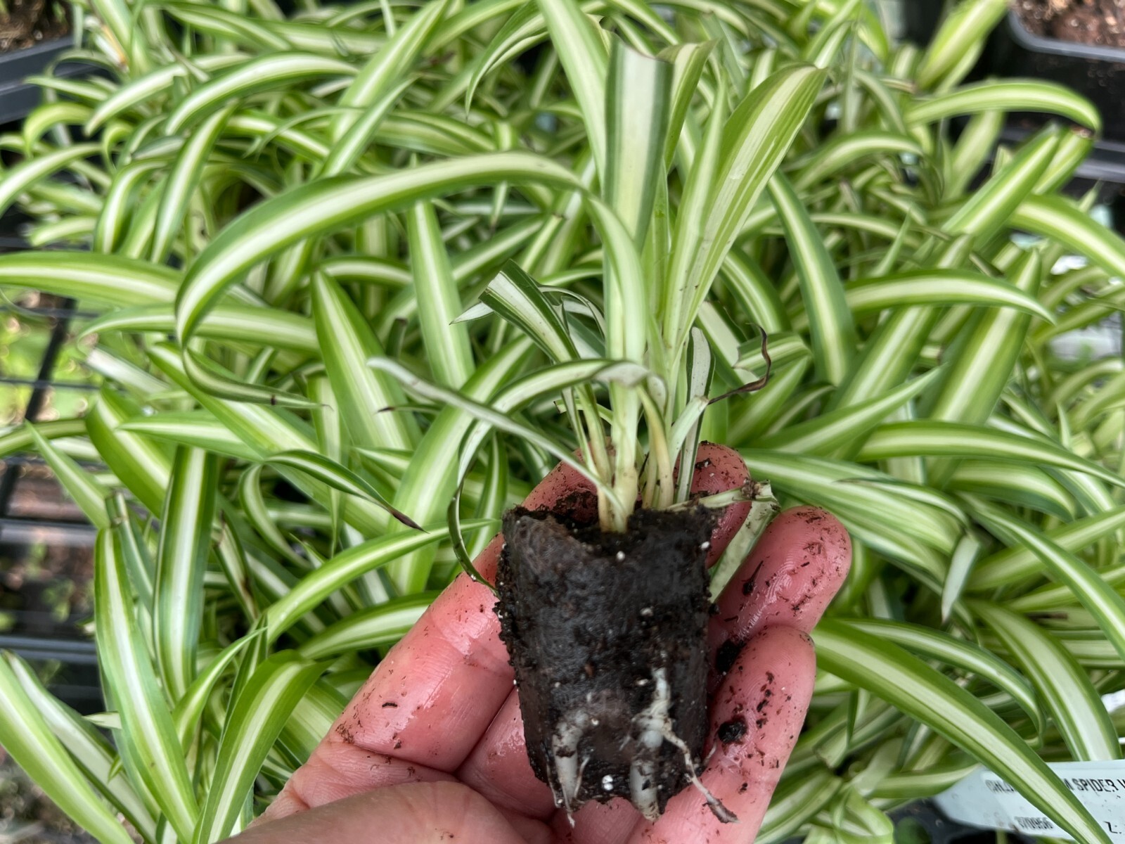 Variegated Spider Plants (Chlorophytum): A Natural Air Purifier for Your Home