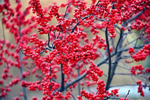 50 Winterberry Bush Seeds for Planting – Ilex verticillata – Essential Winter