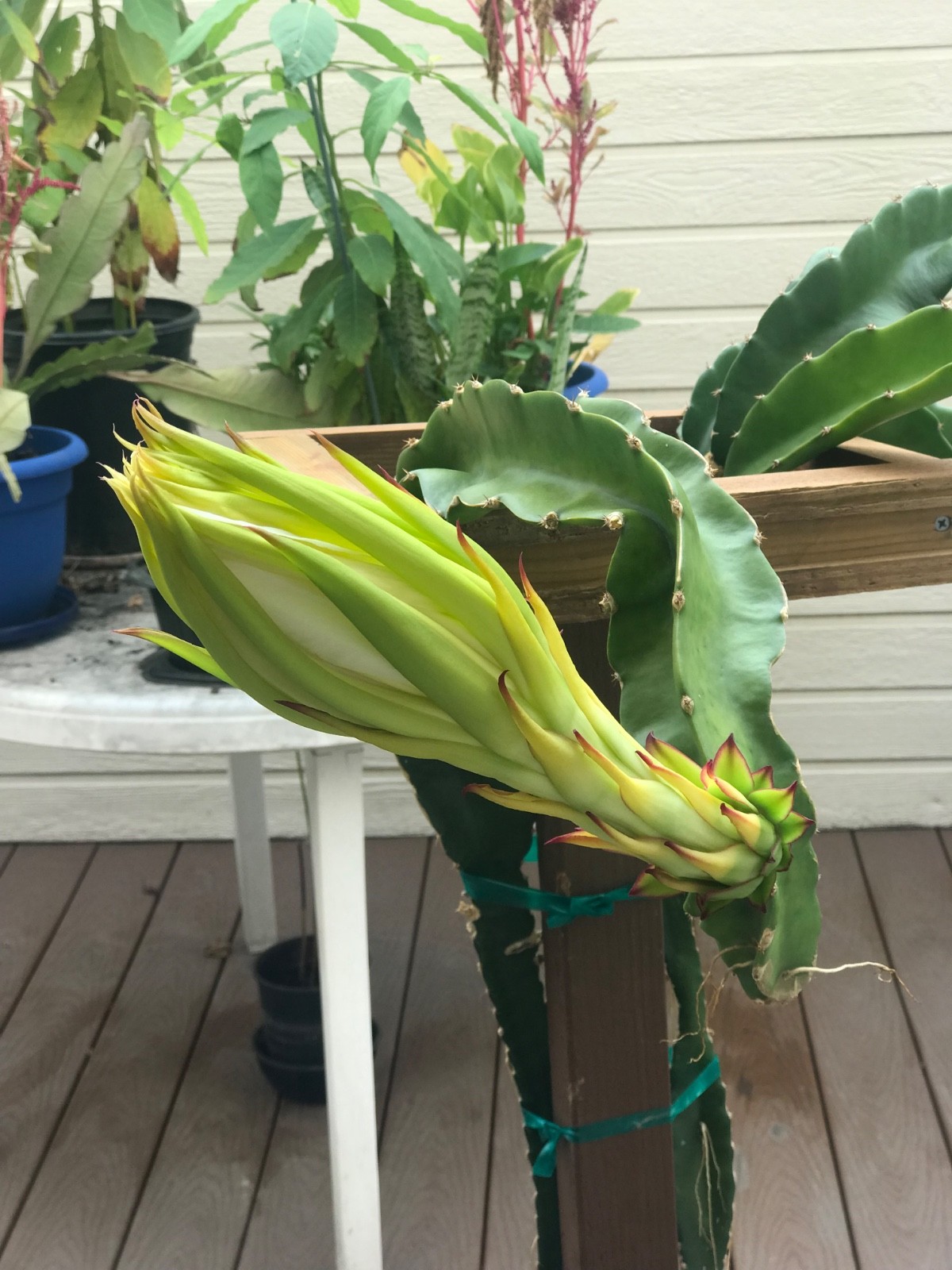 5 ct Dragon Fruit Cuttings 8-12 inches, Guaranteed Red Fruits, FREE Training