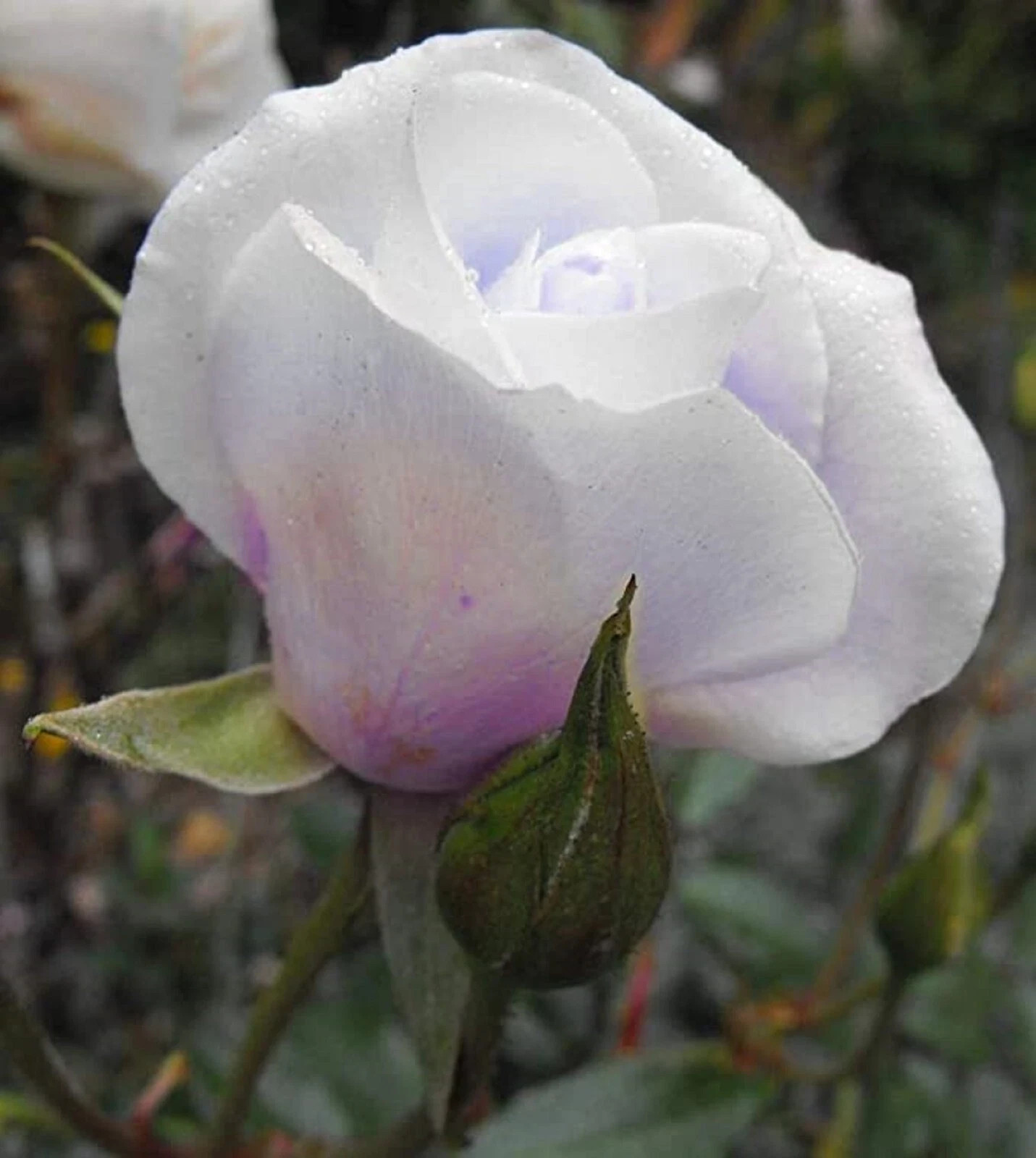 White Delight Rose Seeds- 50 or 100 Seeds.USA Seller- Free Shipping