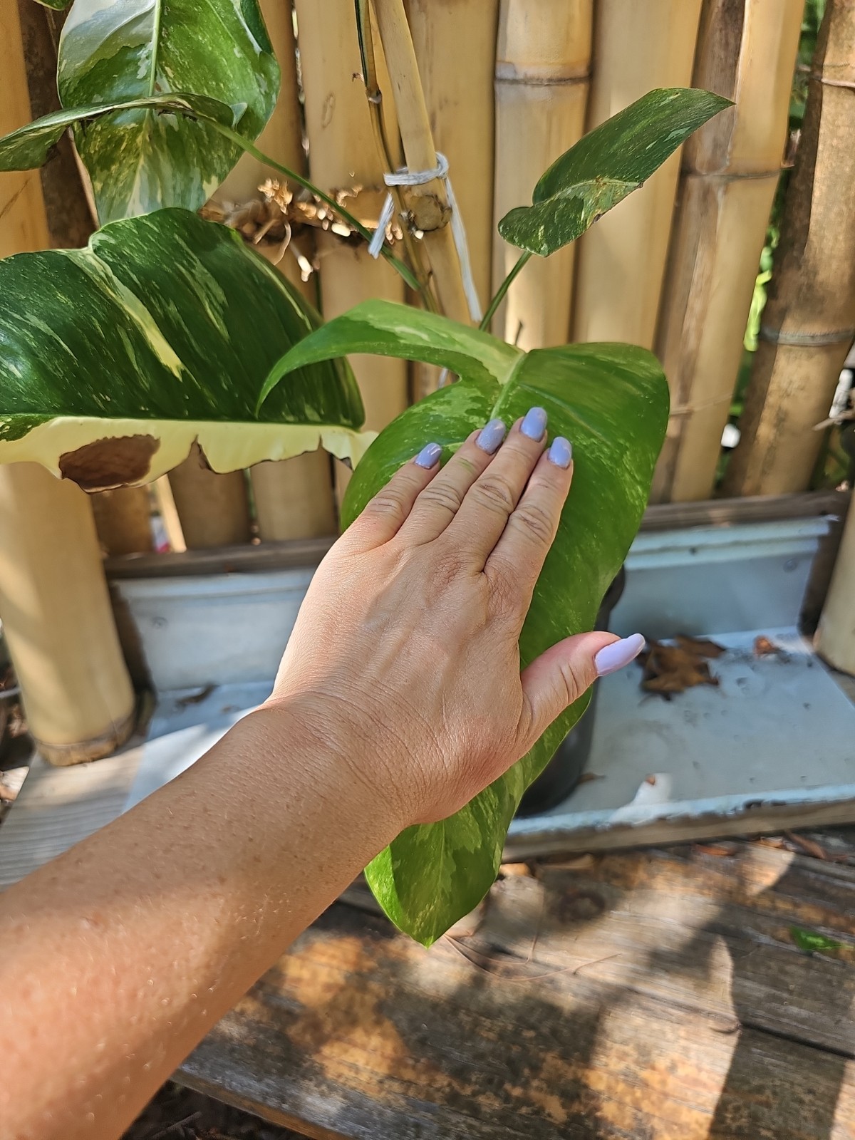 XXL MATURE Epipremnum Pinnatum Albo Variegated Fully Rooted Live Plant