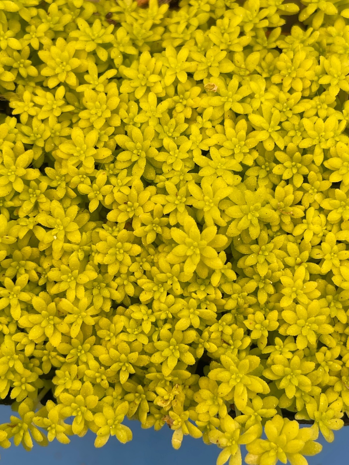 Sedum Gold Moss – Ships in 3” pot – Rock Gardens, Hanging Baskets, Ground Cover