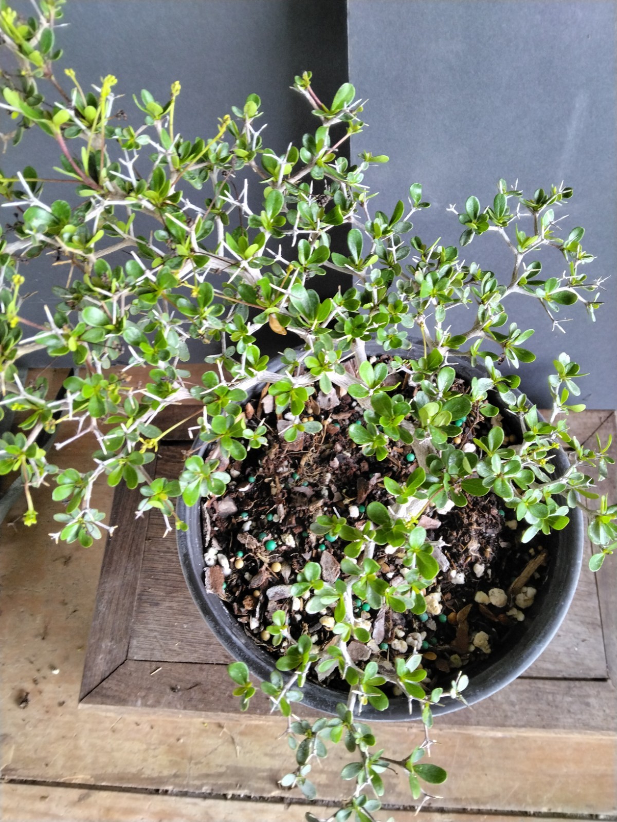 Black Olive Pre Bonsai