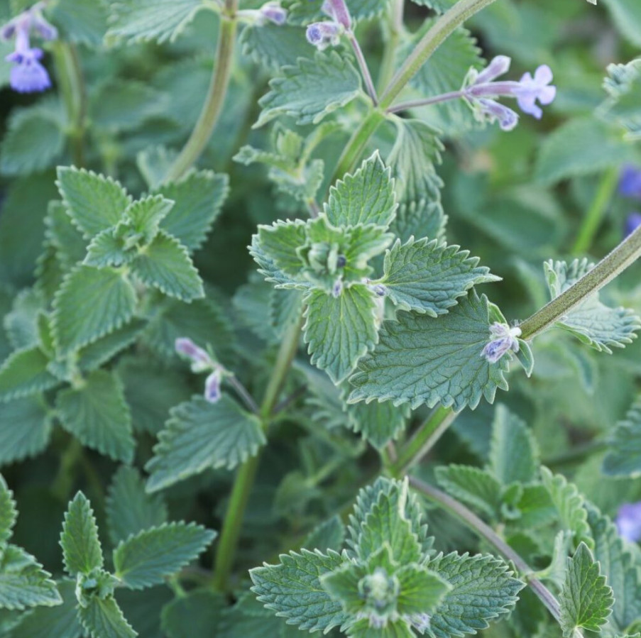 3 Live Catnip Plants – 3–6″ Tall – Grass Herb – Fast Growing – Ships No Pot