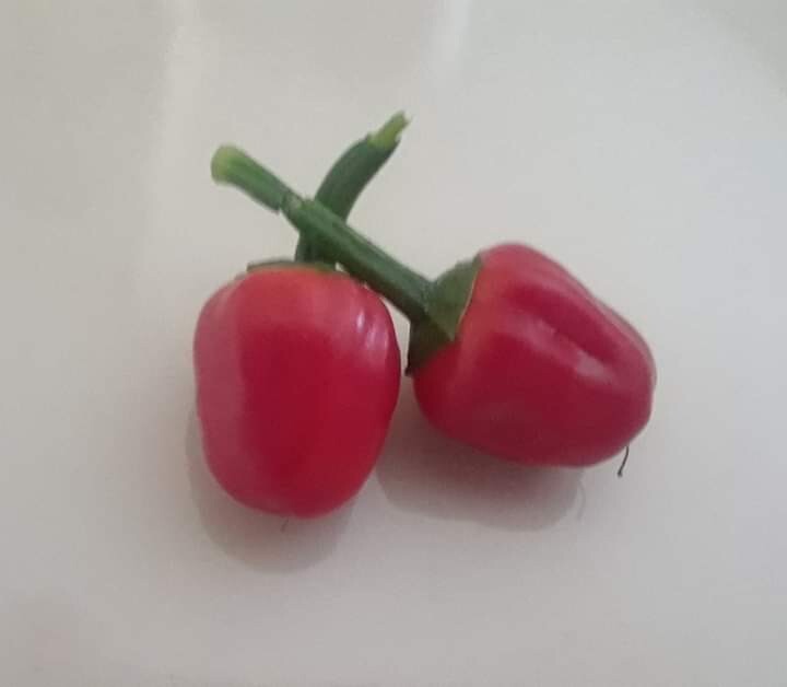 Pequin Pepper Seeds.Semillas de Chile Piquin 50+. Semillas de Chipilquitin 50+