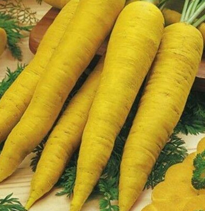 YELLOW CARROT SEEDS 1000+ annual ROOT vegetable GARDEN plants SURVIVAL non-GMO