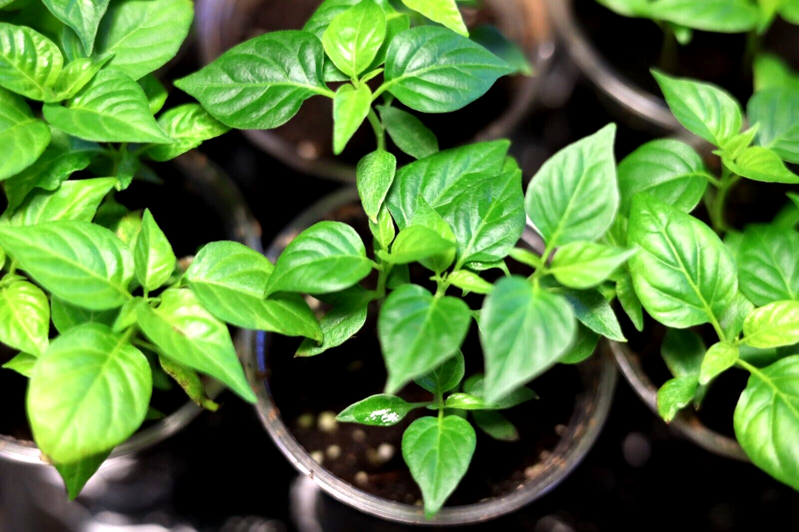 Hot Pepper Seed Variety 25 pack Ghost habanero Yellow Orange Red Organic non GMO