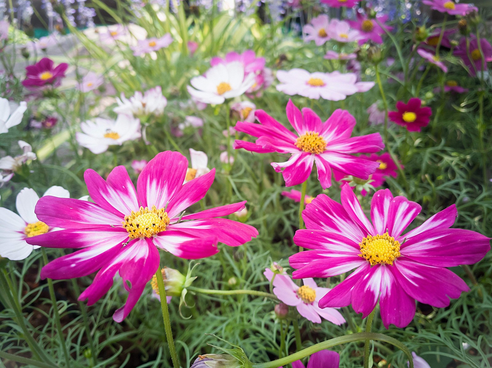 300 CANDY STRIPE COSMOS Cosmos Bipinnatus Flower Seeds