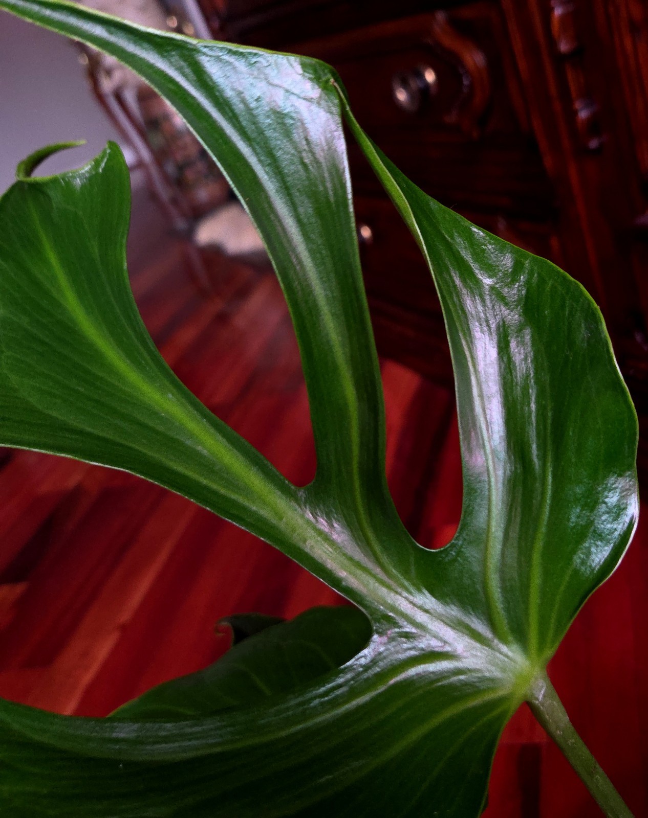 Rare XL Monstera Burle Marx Flame 25″ Tall Aroid Not Philodendron Anthurium