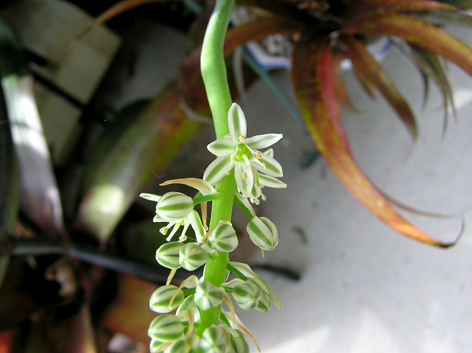ORNITHOGALUM CAUDATUM PREGNANT ONION BULB