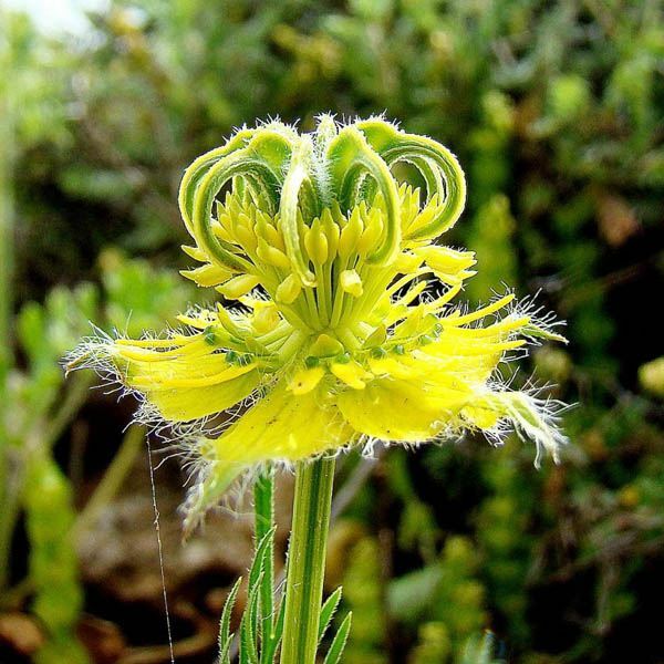 Love in a Mist – ‘Transformer’ Seeds (Nigella orientalis)