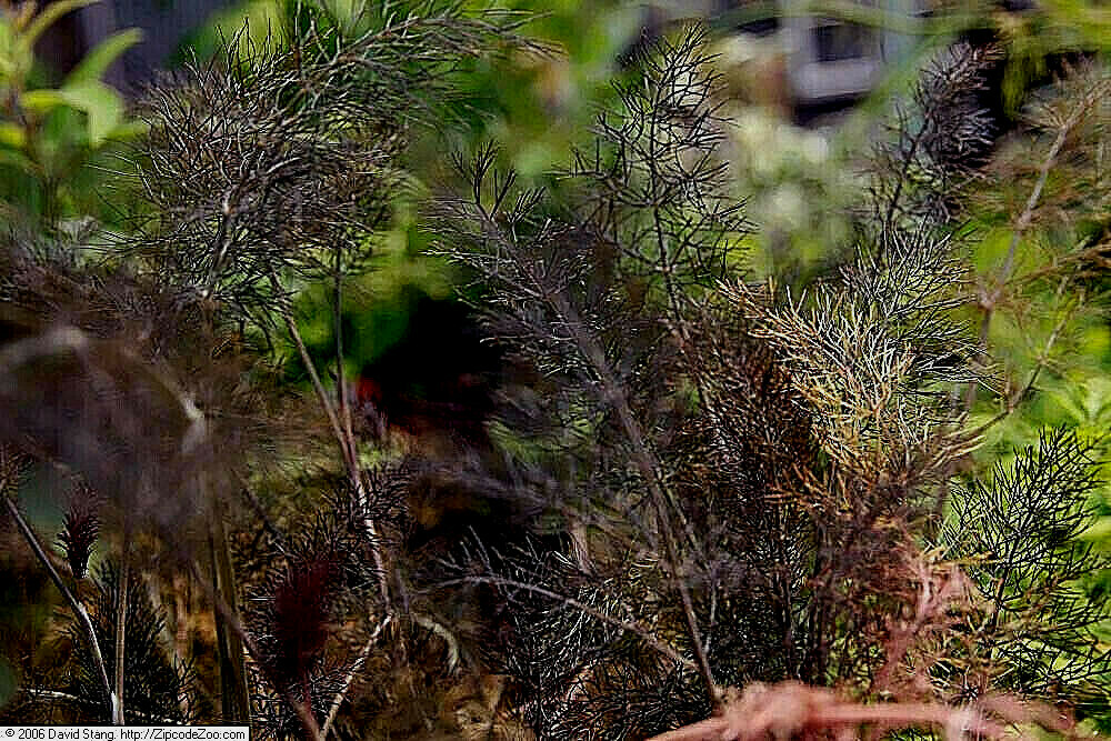 BRONZE FENNEL 100 SEEDS, DARK-PURPLE FOLIAGE, YELLOW FLOWERS, LICORICE FLAVER