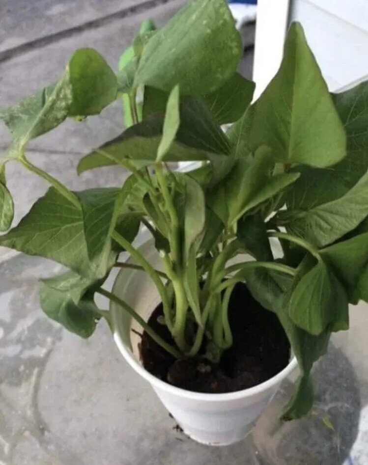 3 Okinawa Purple Sweet Potato Plants In A Cup – Okinawa Sweet Potato Plants