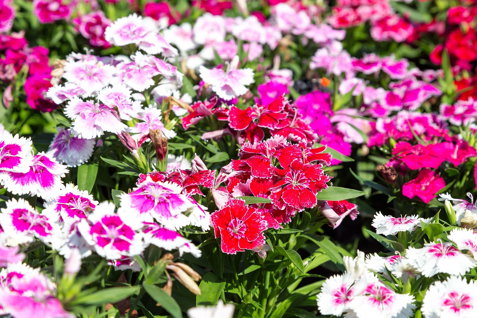 500 MIXED CHINESE PINKS China Rainbow Pink Dianthus Chinensis Bicolor Flower See