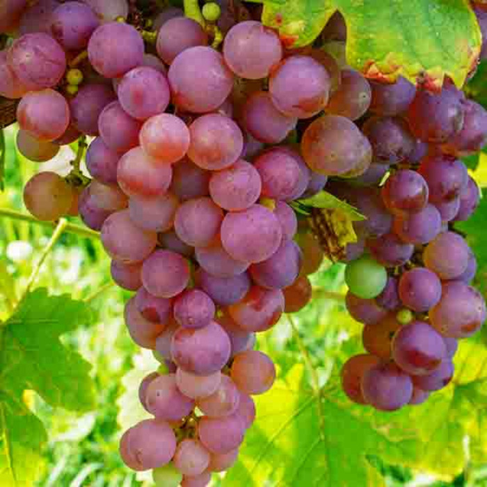 Vanessa Red Seedless Grape Vine – Cold Hardy Table Grape