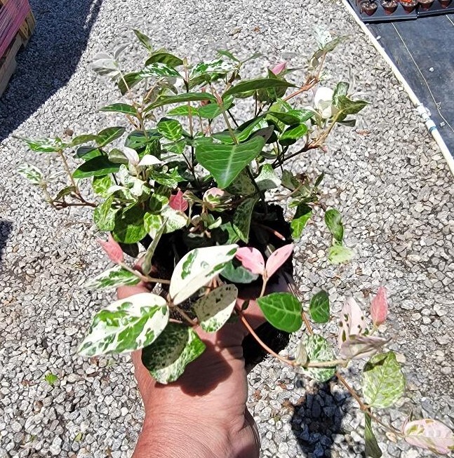 Snow N Summer™ Asian Jasmine Vine – Live Plant – ( 1 QT )