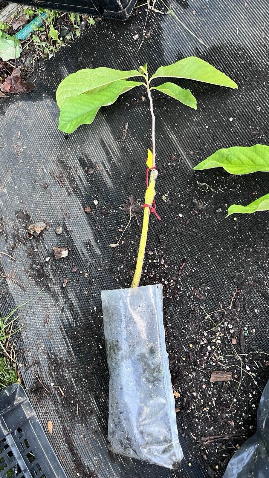 Asimina triloba ‘Sunflower’, grafted 3-6 inches tall plant (Poor Man’s Banana)