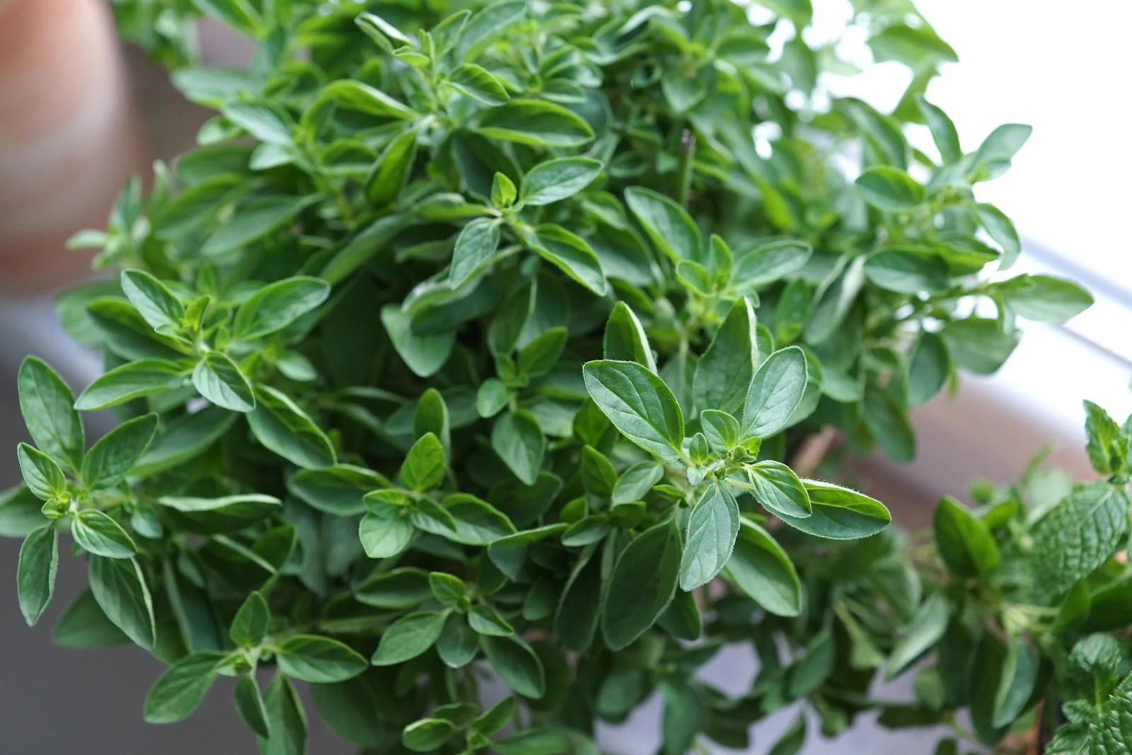 Sweet Italian Oregano Seeds | Origanum Wild Marjoram Perennial Herb Seed 2023