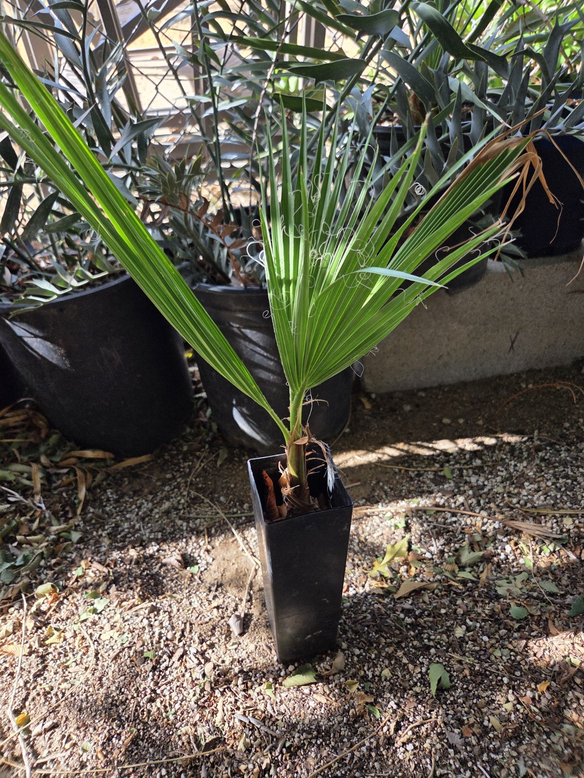 Washingtonia Filifera California Fan Palm Seedling 4-5 Leafs Live Seedling