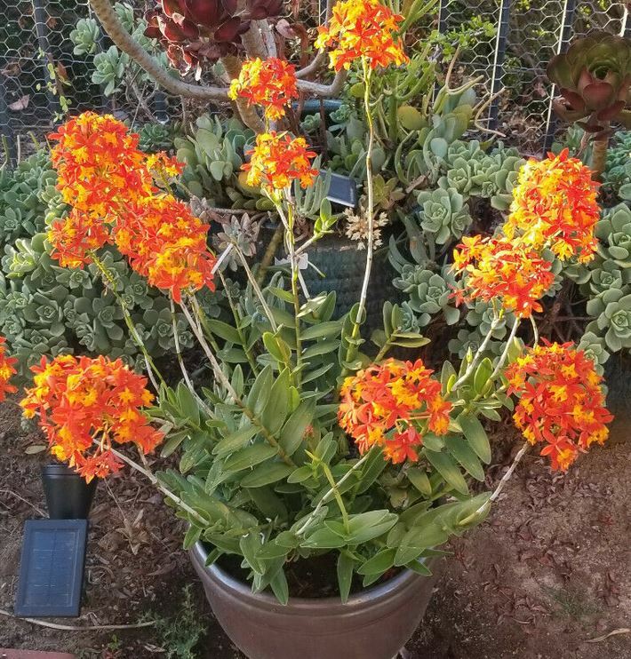 Epidendrum ORCHID 5pcs Rooted Radicans Orange Yellow/Purple cluster Flower