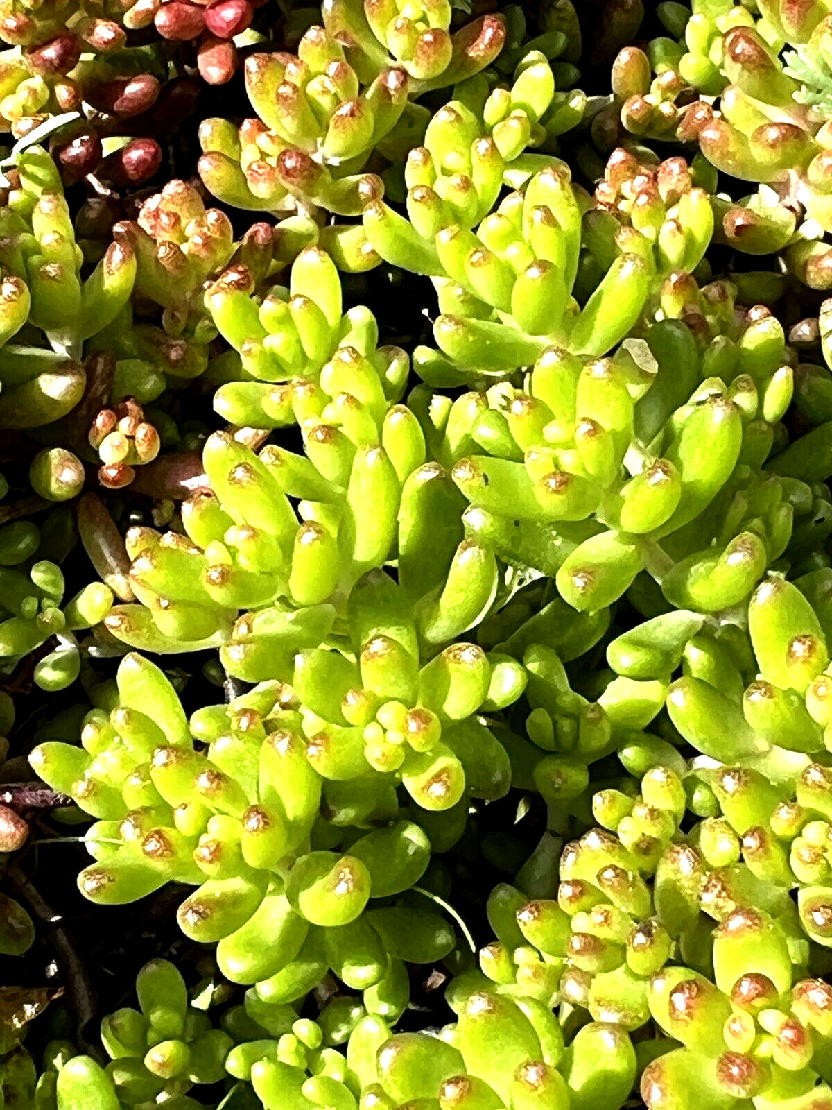 40 Sedum Album Green Ice Stone Crop Creeping Ground Cover plants, Free shipping