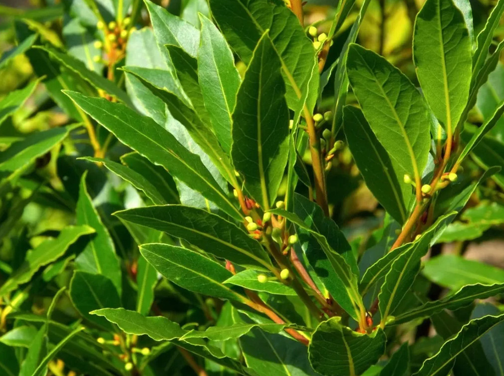 Set of 2 Bay Leaf Trees – Laurus Nobilis – Live Plants in 3″ Pots (8-10″ Tall)
