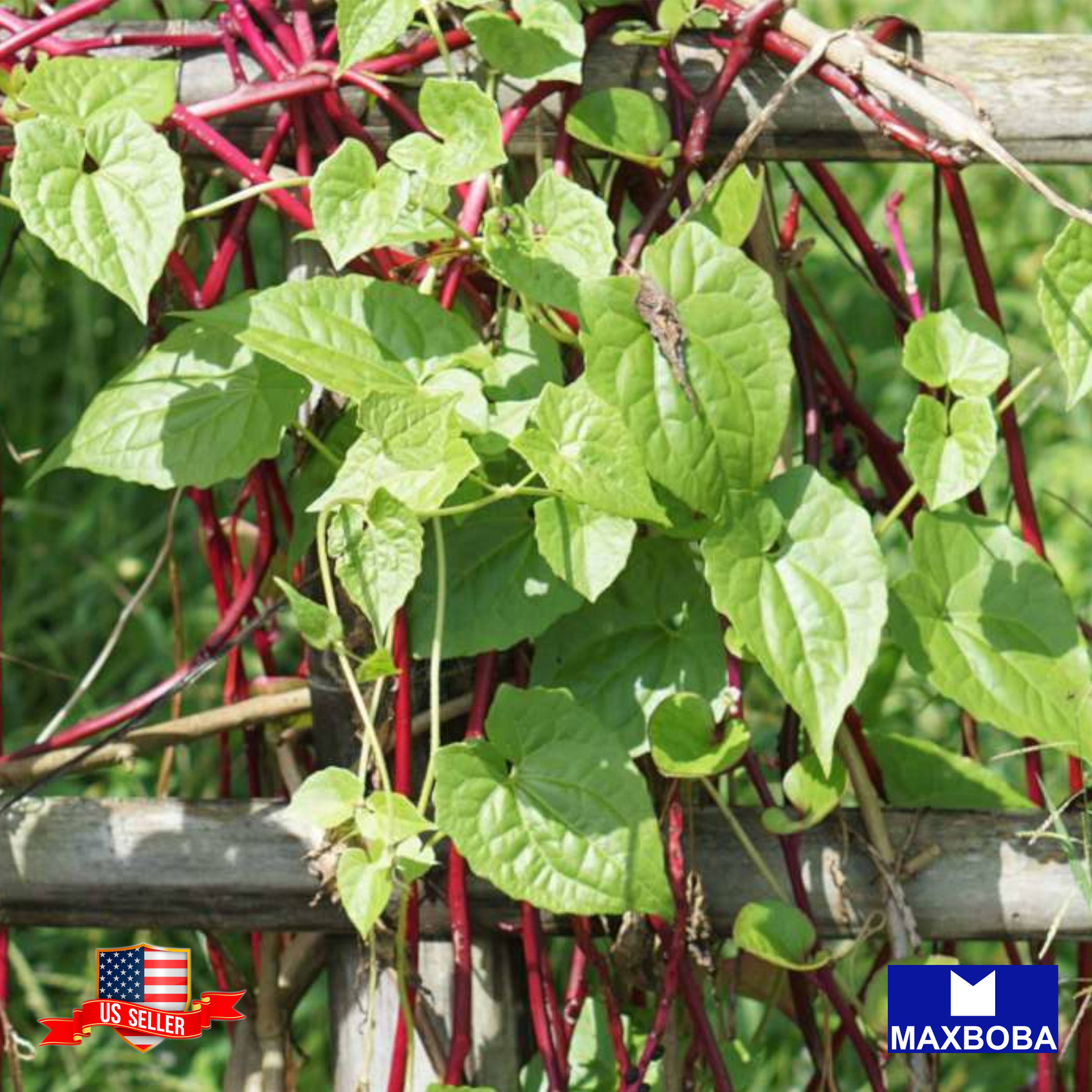 Spinach Fresh Seeds Red Malabar Non-GMO Heirloom Vegetable