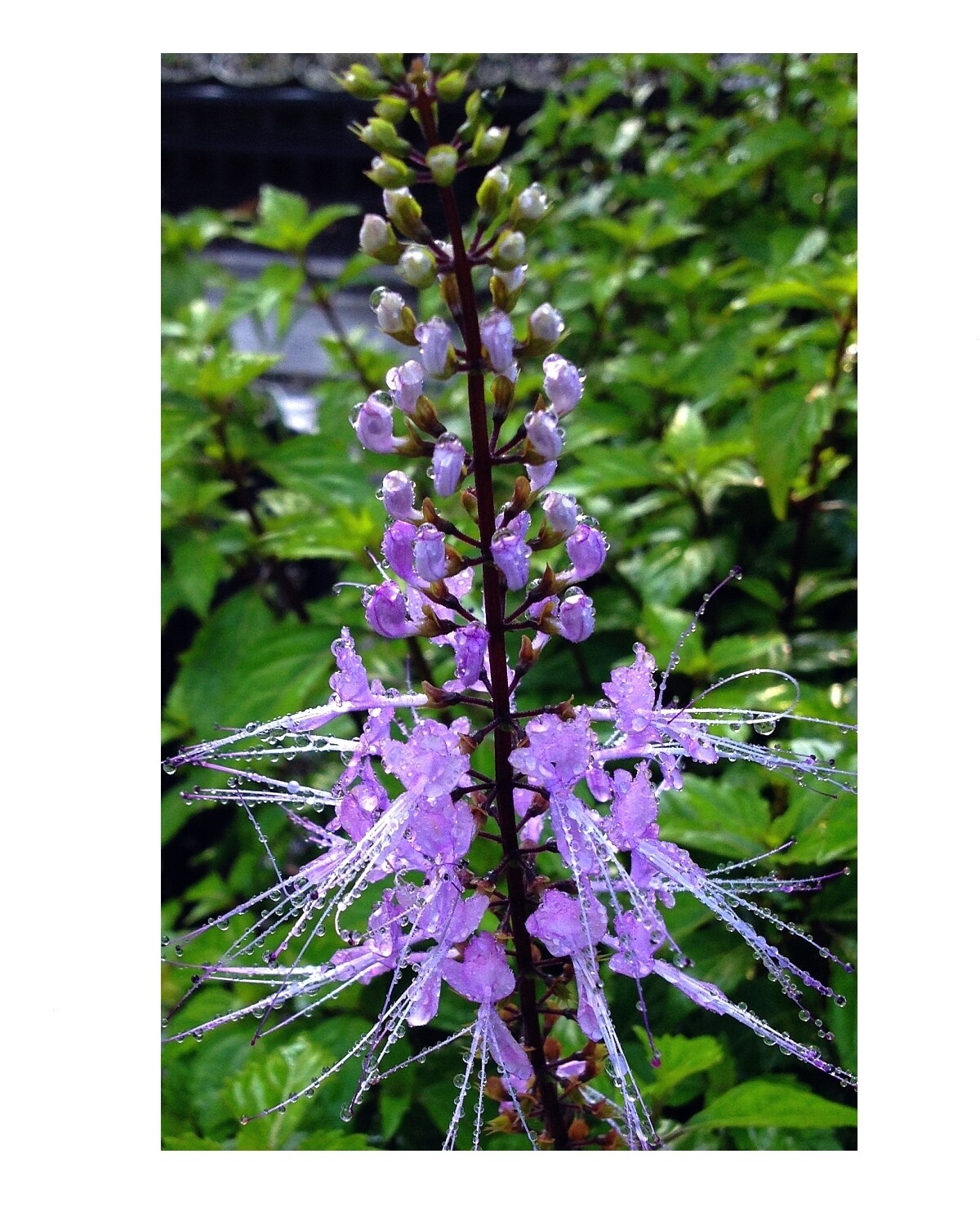 LAVENDER Cat Whiskers Orthosiphon Java Tea Live Perennial Plant Lavender Bloom