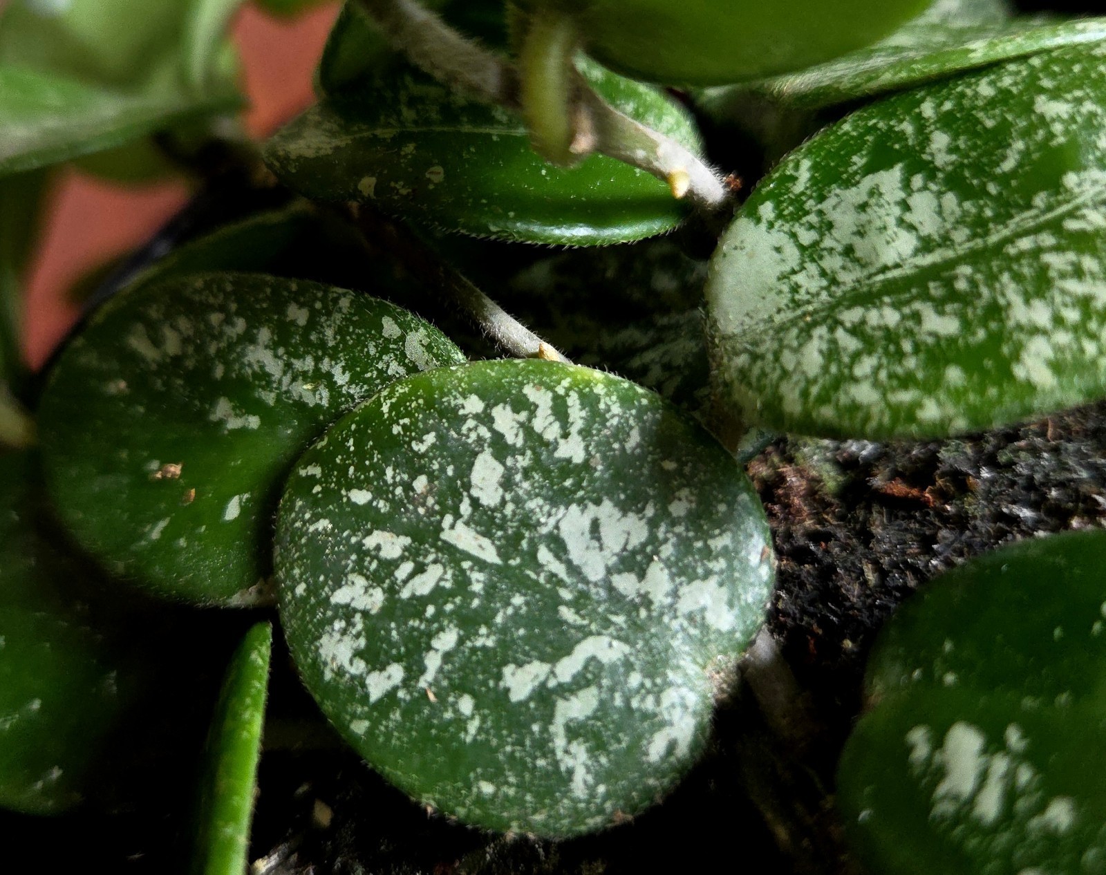 RARE Hoya Splashy Carnosa X Serpens 18″ Long No Monstera Philodendron Anthurium