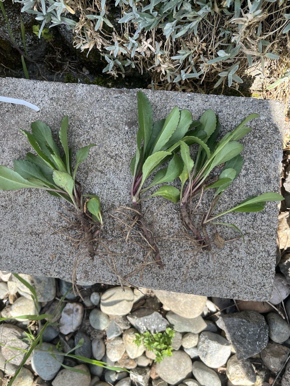 Three Shasta Daisy bare Root Plants