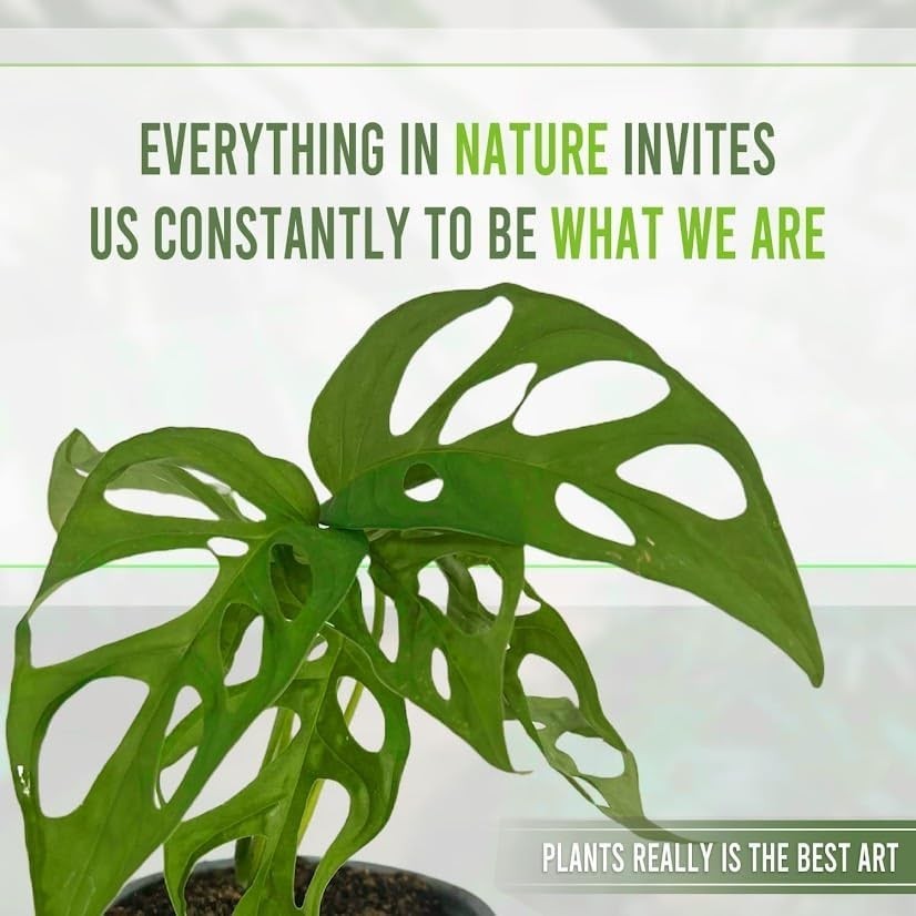 Monstera Tigre by LEAL PLANTS ECUADOR | Swiss Cheese Plant | Natural Décor Plant