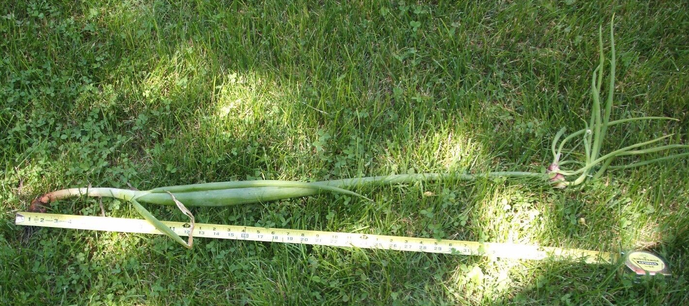 Egyptian Onions Catawissa Winter Walking Topset Spring Bulbs 10 Planters Jumbo