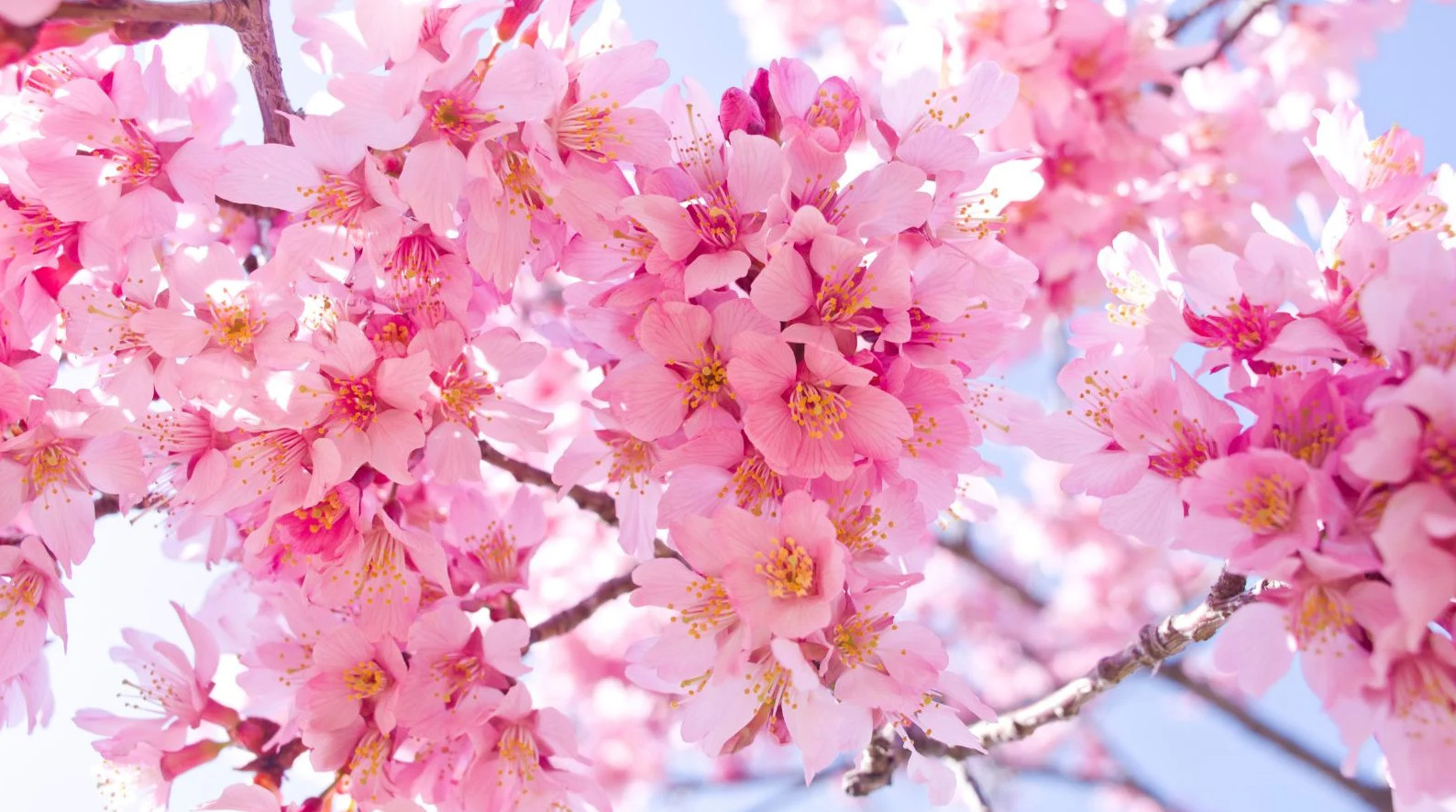 Set of 2 Okame Flowering Cherry Trees – Live Plant in 2.5-Inch Pots (6–12” Tall)