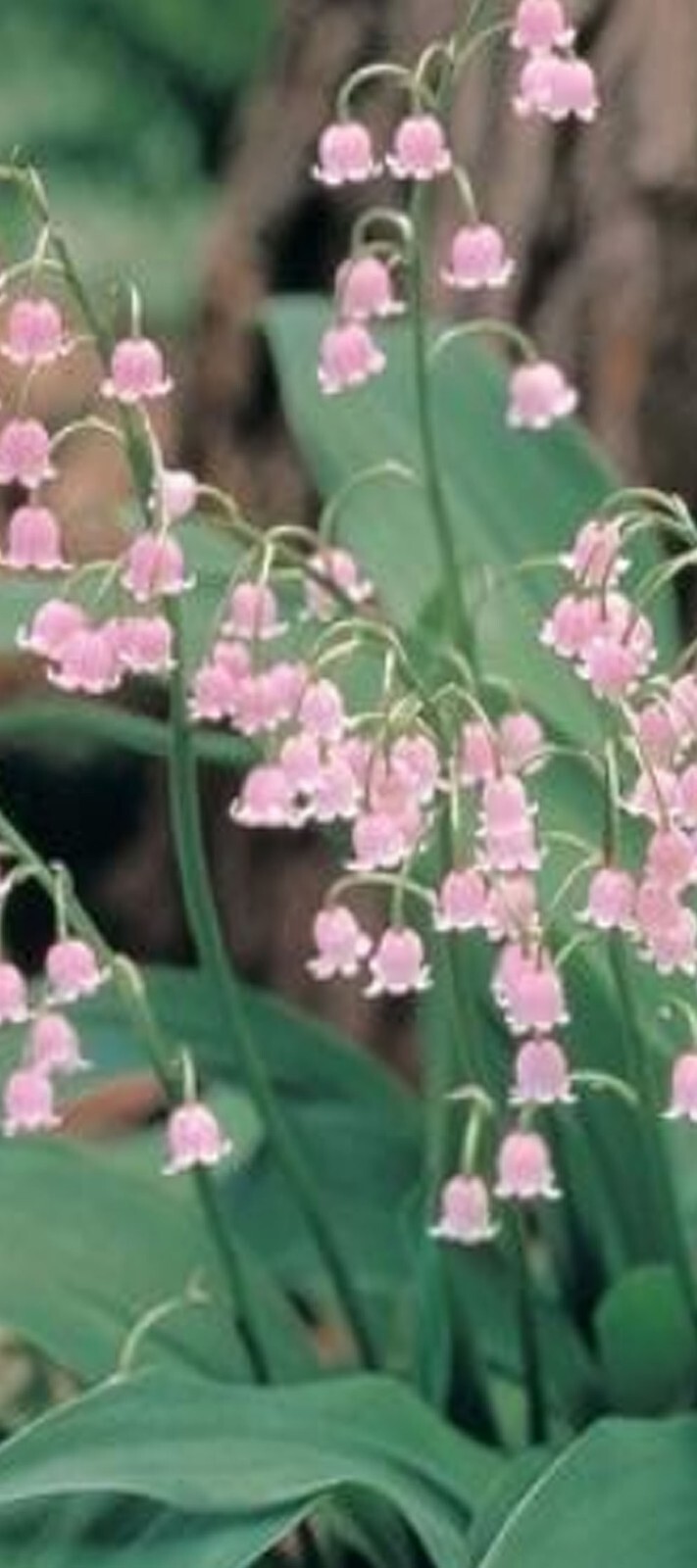 PINK LILY of THE VALLEY Convallaria Majalis Rosea, RARE-6 bareroot rhizomes