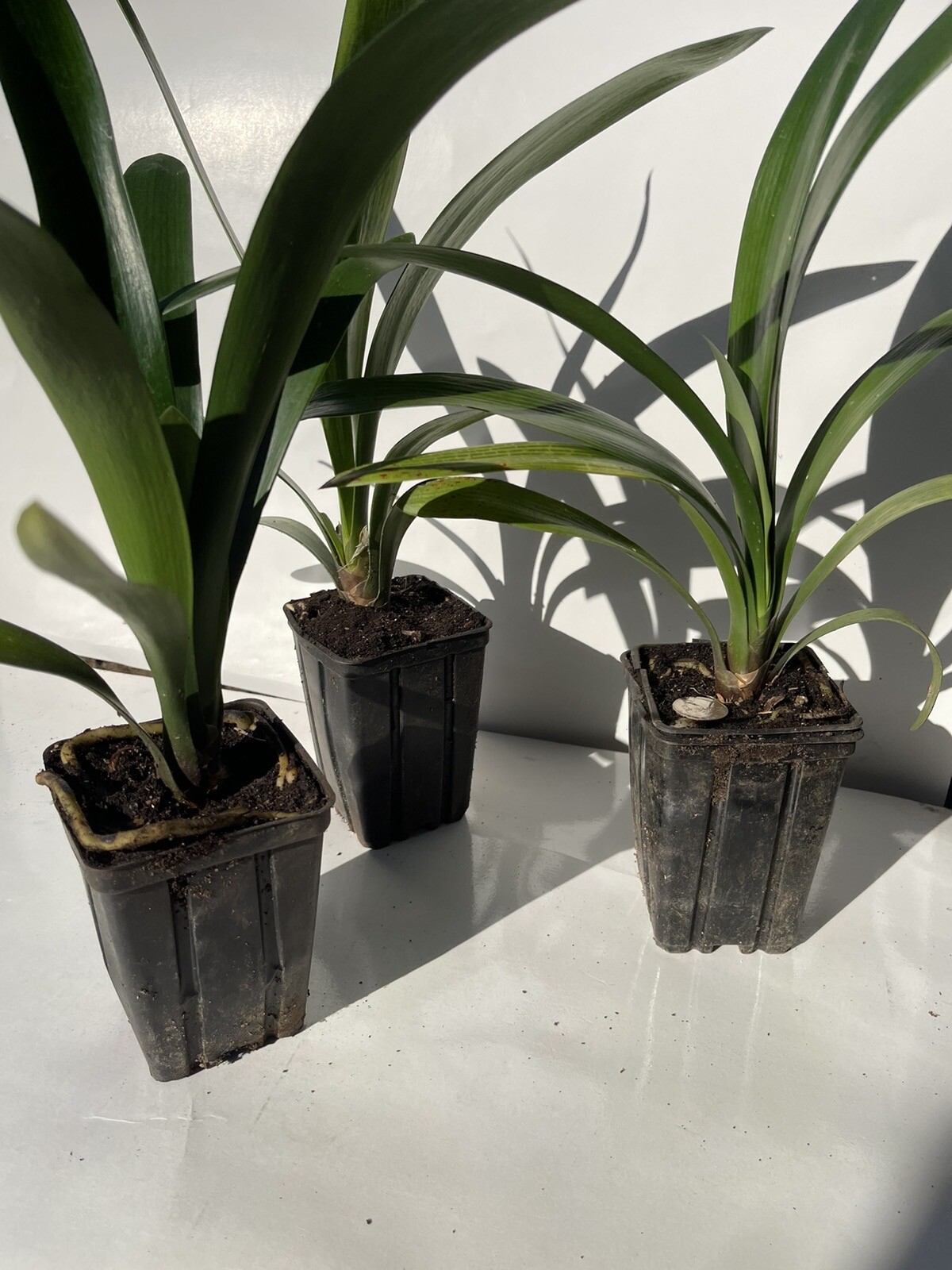 Orange Clivia 3 Pack Lily Houseplant