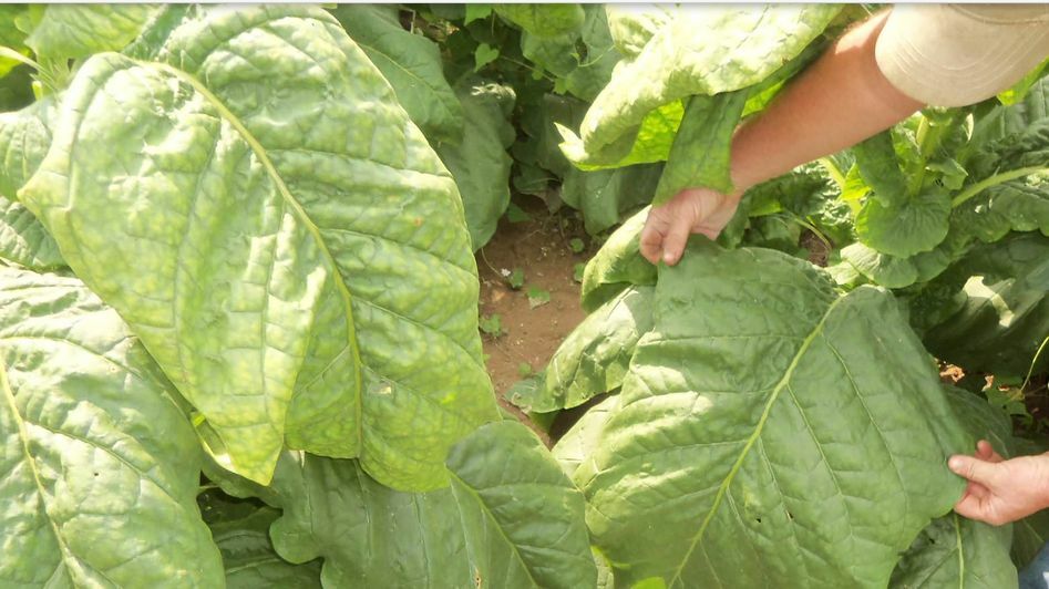Black Mammoth Tobacco 2000+ Seeds Snuss Snuff Chew Pipe Cigarettes 2023 Crop
