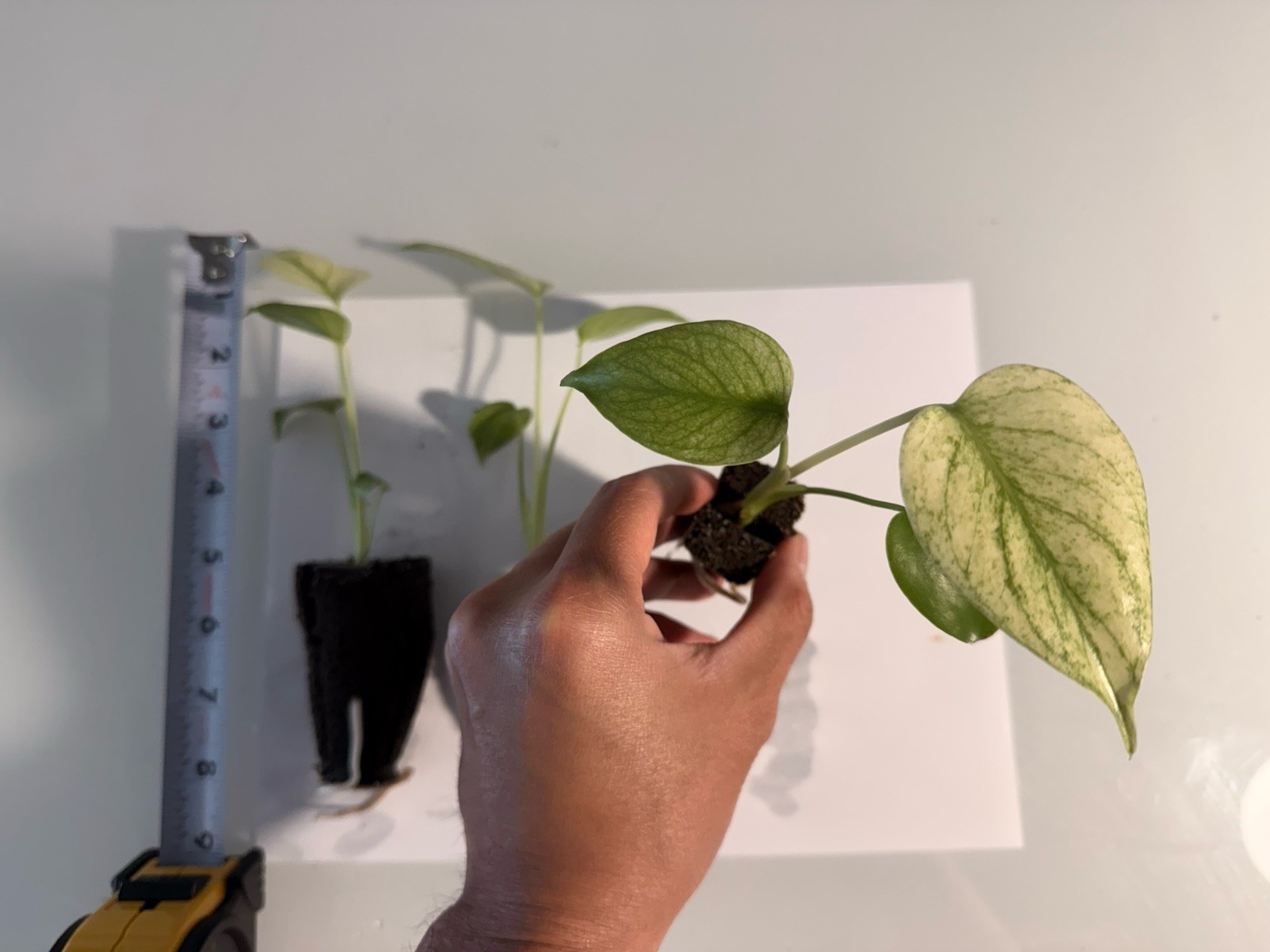 Rooted Variegated Monstera Mint (1 Plant)