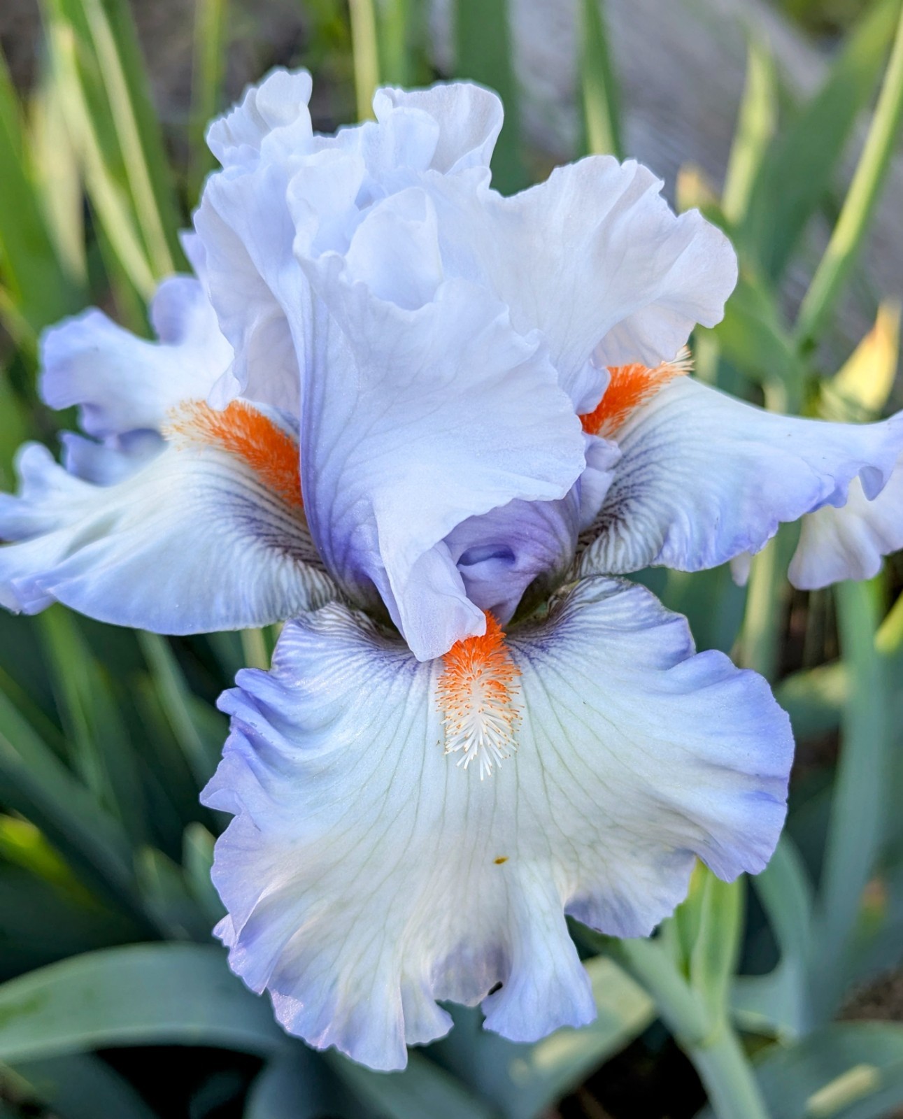 ‘Waterline’ Tall Bearded Iris Rhizome PRE-SALE to Ship Aug/Sept