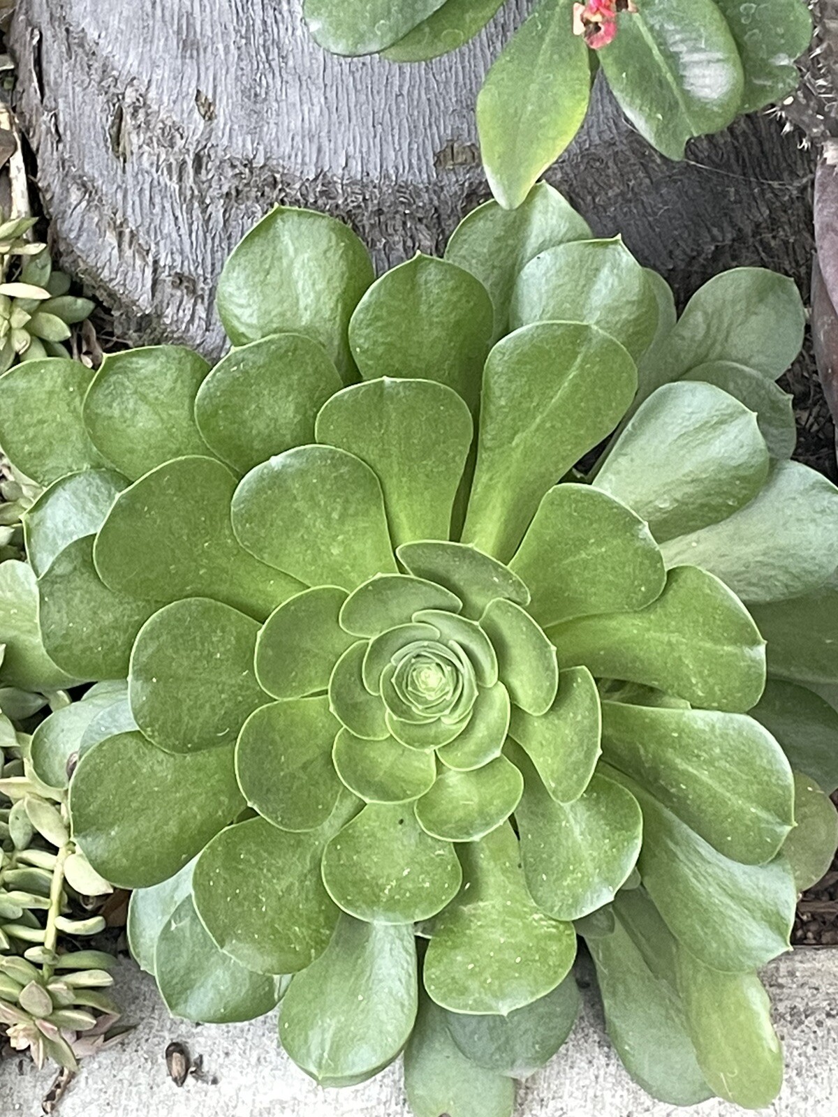 Extra Large size Healthy Fresh Green Aeonium Succulent Rosettes Saucer plants