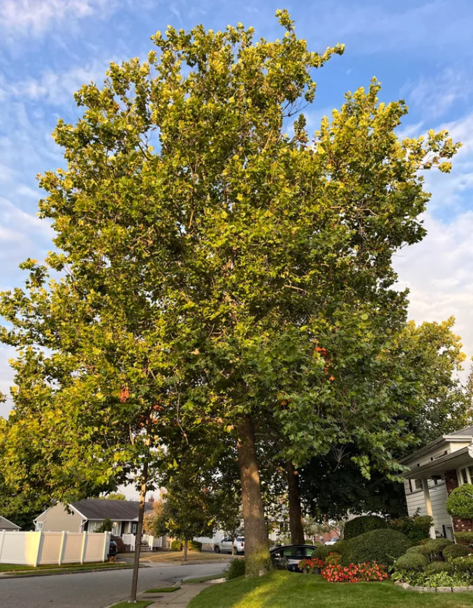 American Sycamore Tree – Quart Pot Live Plant – Platanus occidentalis for Shade