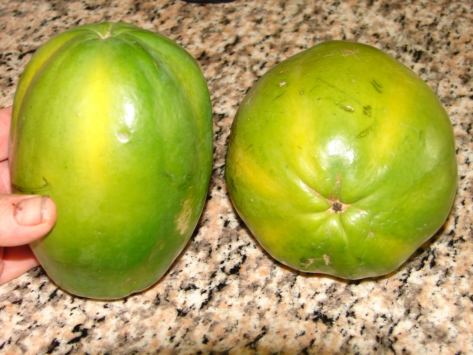 ~LAIE GOLD~ HYBRID PAPAYA Kamiya Yellow Flesh Solo X-77 UH Cultivar 60+ SEEDS