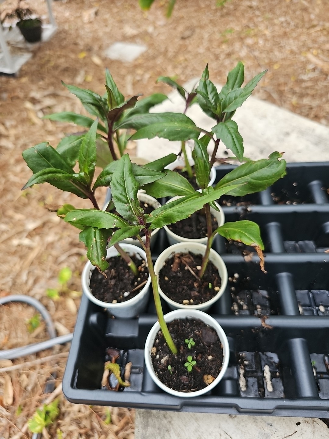 Okinawa Spinach Live Starter Plant Gynura Crepioides Vegetables Food Forest