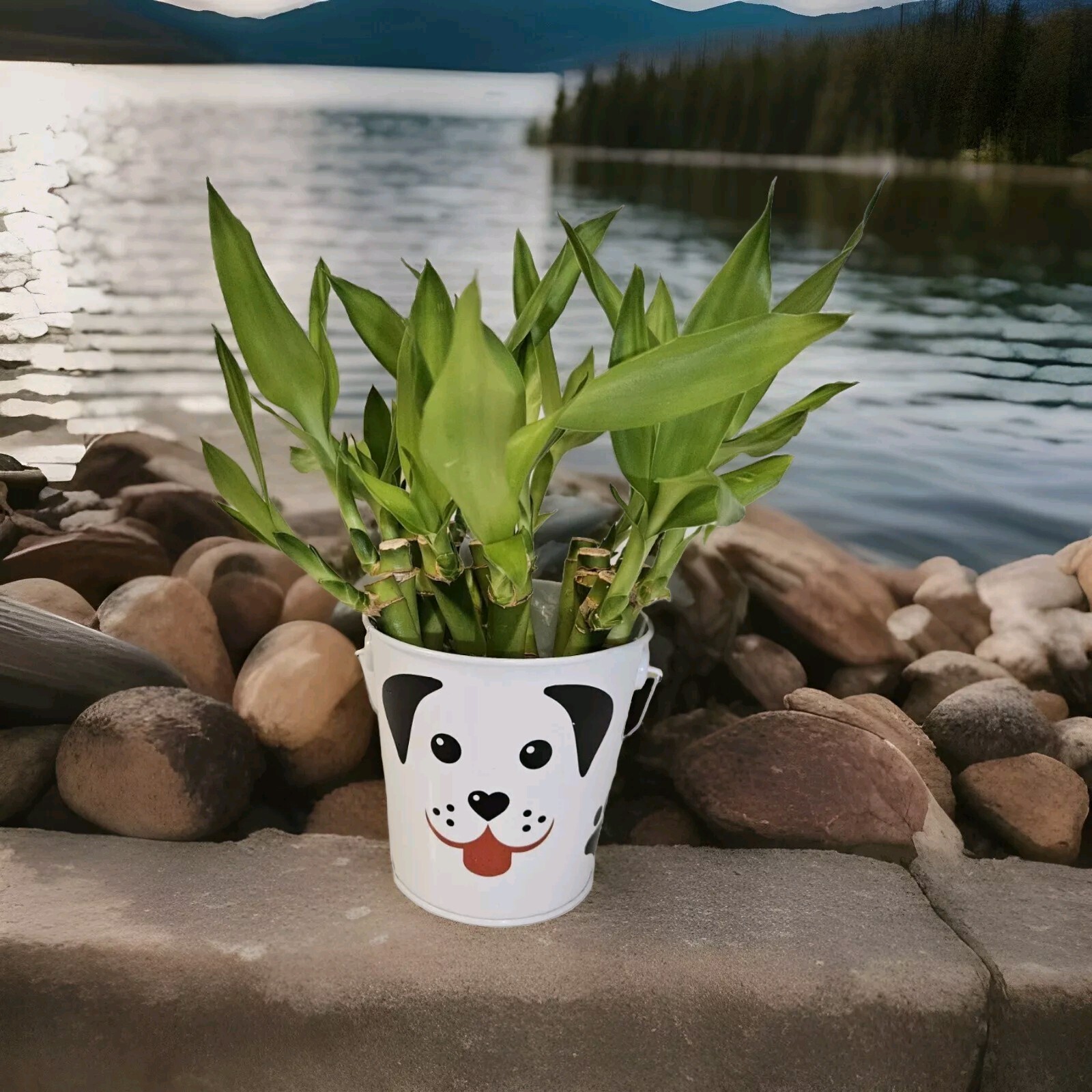 15 LUCKY BAMBOO PLANTS 4″ In Tin Basket, Perfect Holiday Gift, Indoor Perennial