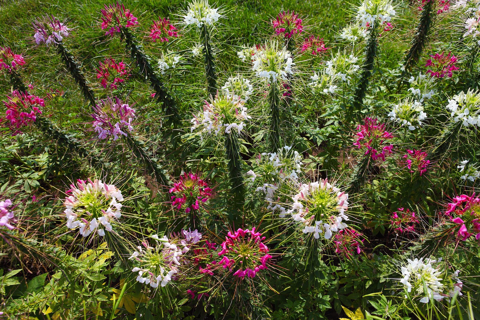 250 MIXED Colors QUEEN CLEOME Hassleriana Spinosa Spider Flower Seeds